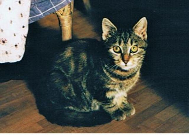 Ausgesetztes Kätzchen sucht neues Heim - Katzen - Obergriesbach