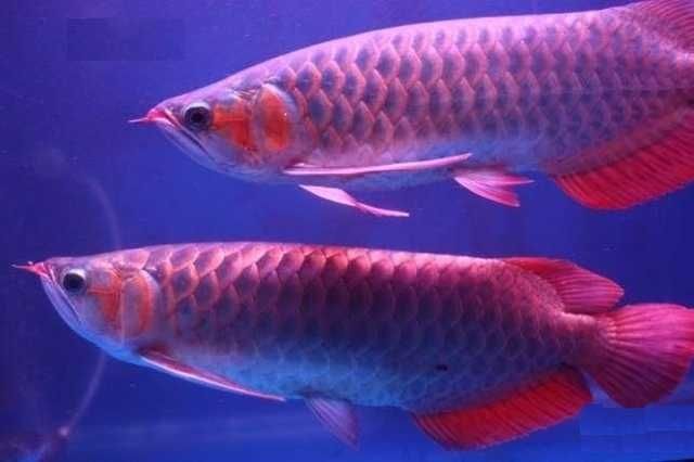 Wunderschöne Arowana Fisch ca. 30 cm groß. - Fische - Kerpen