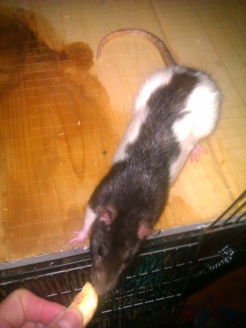 11 monate alte Ratte w  Smilla  sucht dringend Anschluss - Ratten - berlin