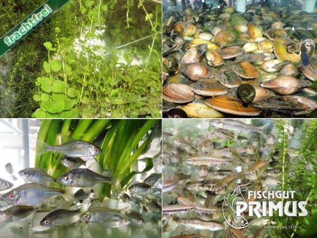 Maxi-Sauerstoffpaket für ihren Teich ... - Fische - Iserlohn