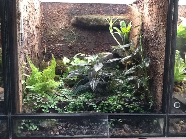 Regenwaldterrarium - Terrarien - St. Martin