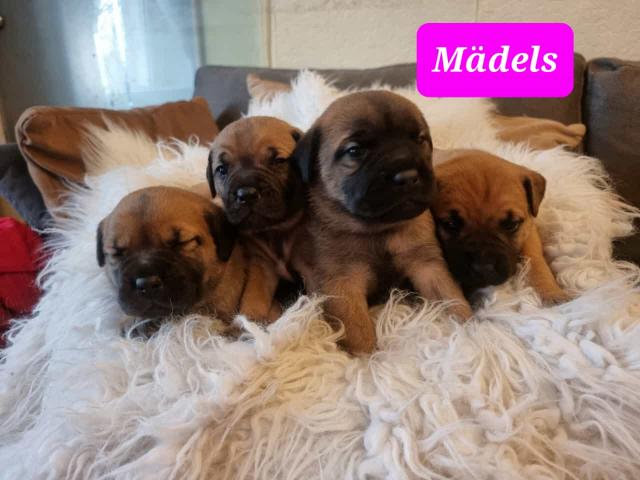 Boerrboel Welpen  - Hunde - Dargun