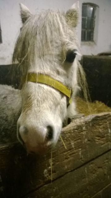 Süßes Welsh Mountain A Pony zu verkaufen   - Pferde - Bergen