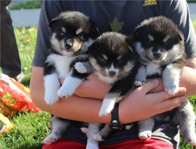 Weihnachten Pomsky welpen suchen liebevolles Zuhause    - Hunde - Düsseldorf