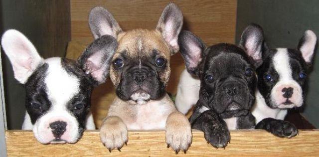 Wir suchen noch neue Bully-Eltern - Hunde - Altlandsberg