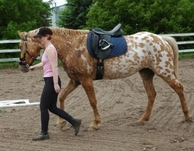 Appaloosa Stute - Pferde - FRankfurt am main