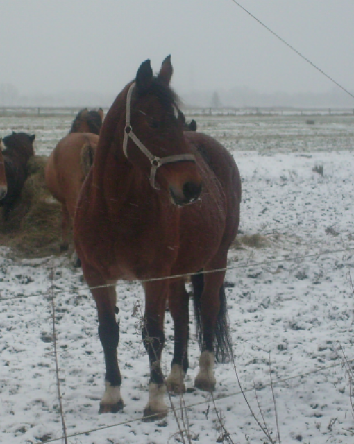 Suche zuverlässige Reitbeteiligung - Reitbeteiligung - Harburg