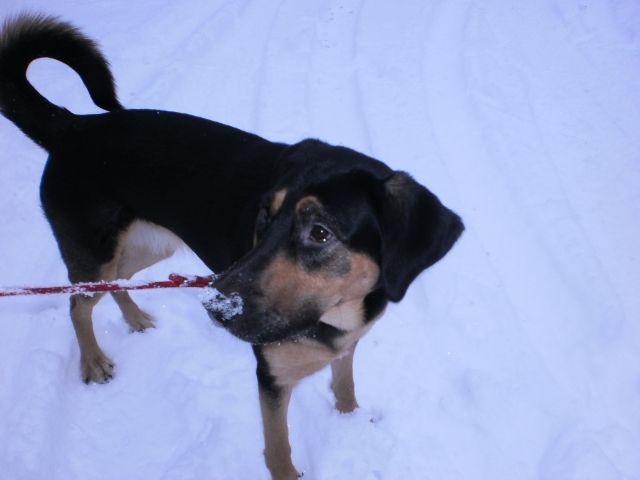 Labrador-schäferhundmix - Tiere In Not - mönchengladbach