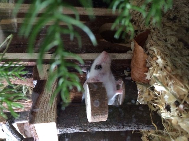 Farbmäuse, alles Damen mit Eigenheim   - Maeuse - Duisburg 