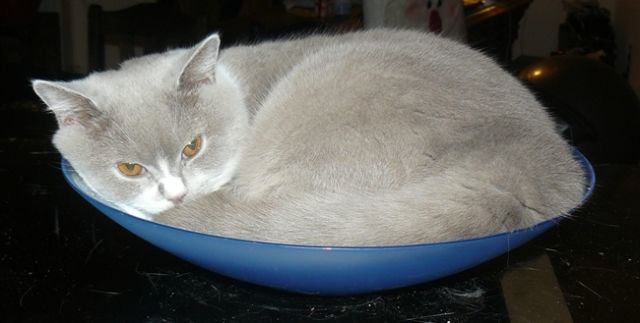 BKH-Kitten suchen liebevolle Dosenöffner - Katzen - Grevenbroich