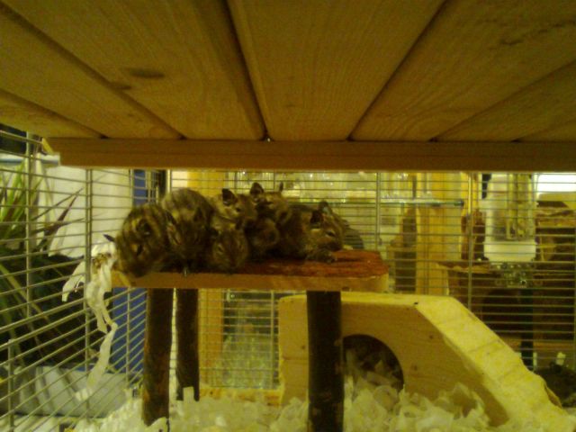 Wunderschöne Degu-Jungtiere abzugeben - Nagetiere Allgemein - Hann. Münden