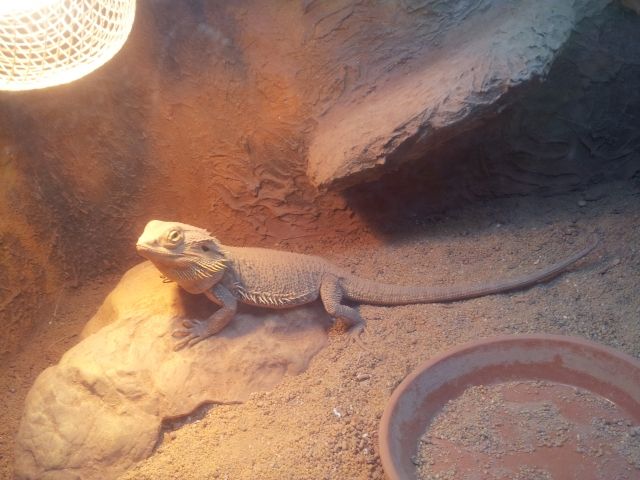 Männliche Bartagame abzugeben  gerne auch mit Terrarium  - Reptilien - Bonn