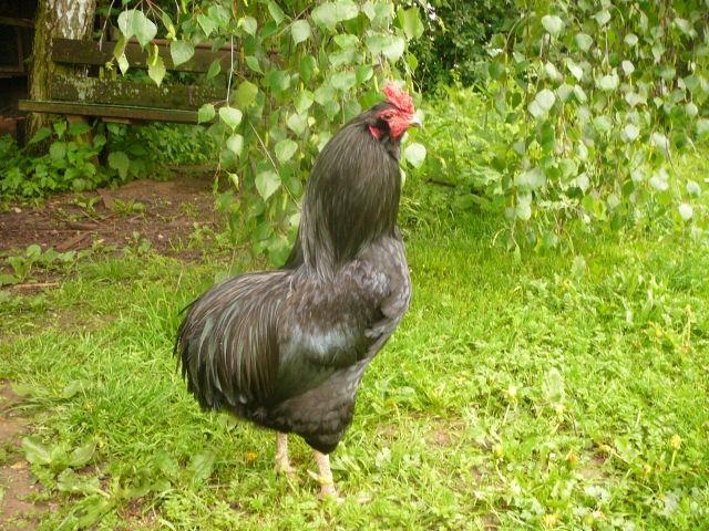 Araucana Hahn, reinrassig, kräftig gebaut - Nutztiere - Buttenheim