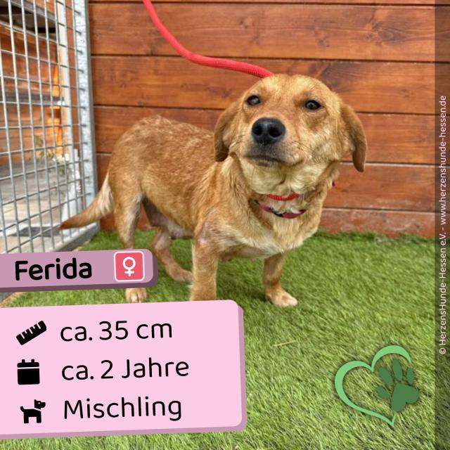 Ferida (w), 2 Jahre, 35 cm, Slowakei - Hunde - Nova Bana
