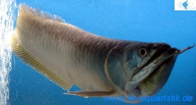 Seltene Zierfische direkt kaufen vom Importeur u. Züchter ke-aquaristik - Fische - Soyen bei Wasserburg am Inn,Bayern