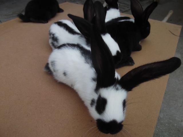 Deutsche Riesenschecken Kaninchen - Hasen Kaninchen - Opferbaum