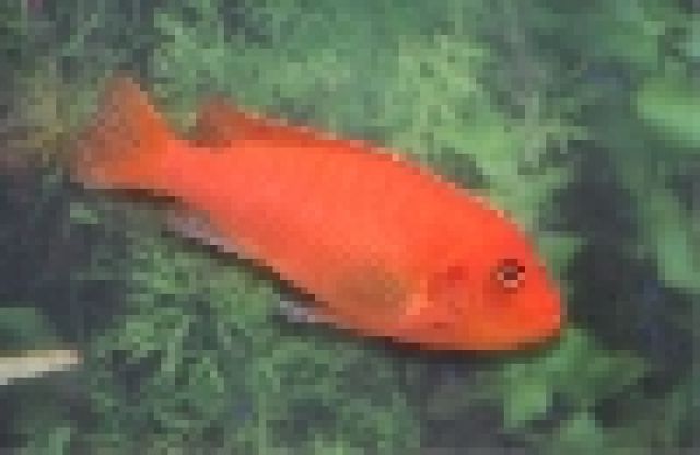 Selten !! Malawi-Buntbarsch Metriaclima Estherae - Fische - Renningen