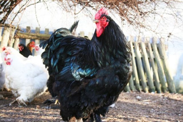 Selten - große Cochin - Nutztiere - St. Stefan