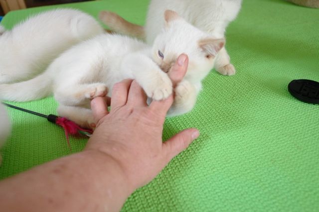 Britisch Kurzhaar in colourpoint - Katzen - Bergisch Gladbach