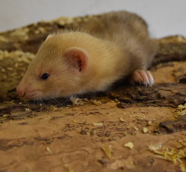 Frettchen-Nachwuchs - Frettchen - Höfer