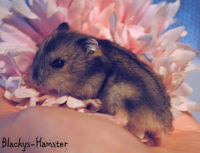 Zahme Chungarische Zwerghamster - Hamster - Passau