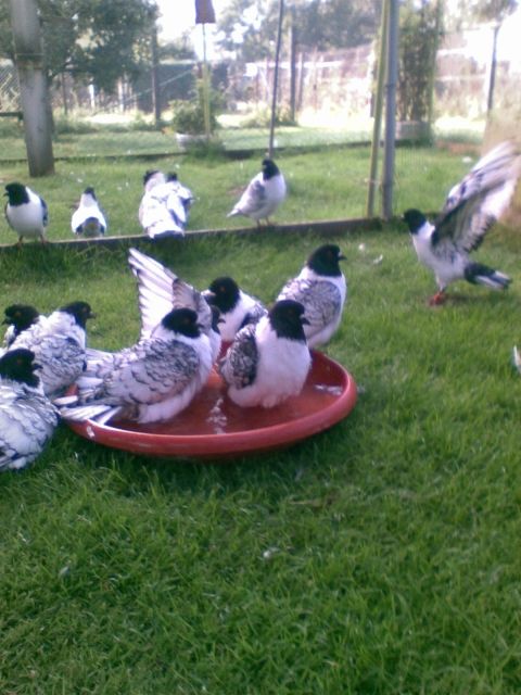 Mährische Strasser schwarz gesäumt - Voegel - Großenlupnitz