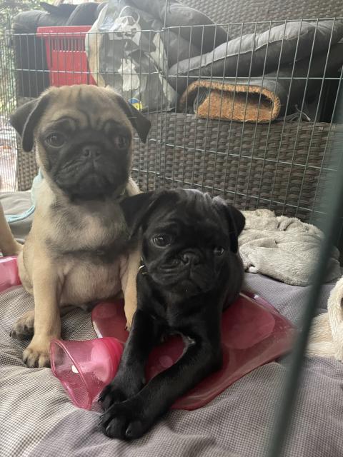 Tero Mops Welpen  - Hunde - Hannover 