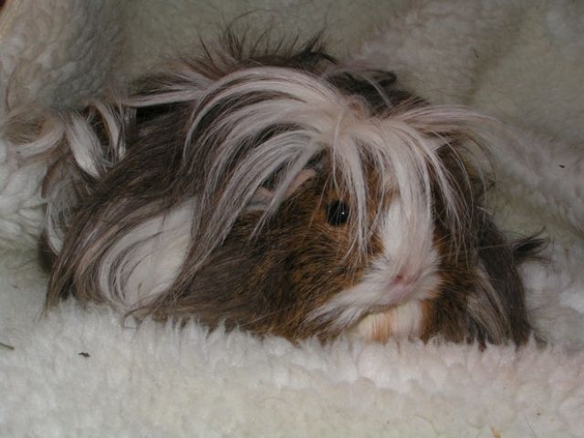 Viele süße Not Meerschweinchen - Meerschweinchen - krefeld