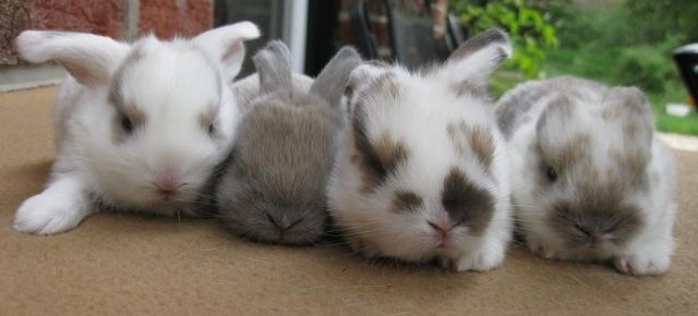 Süße, reinrassige Nhd Zwergwidder, alle Farben - Hasen Kaninchen - Schneverdingen