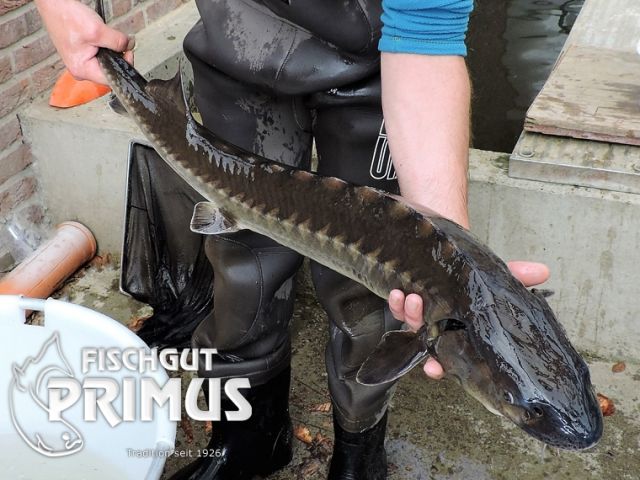 Rarität    Adria Stör  A. naccarii  - Größe ca. 100 cm - Fische - Iserlohn