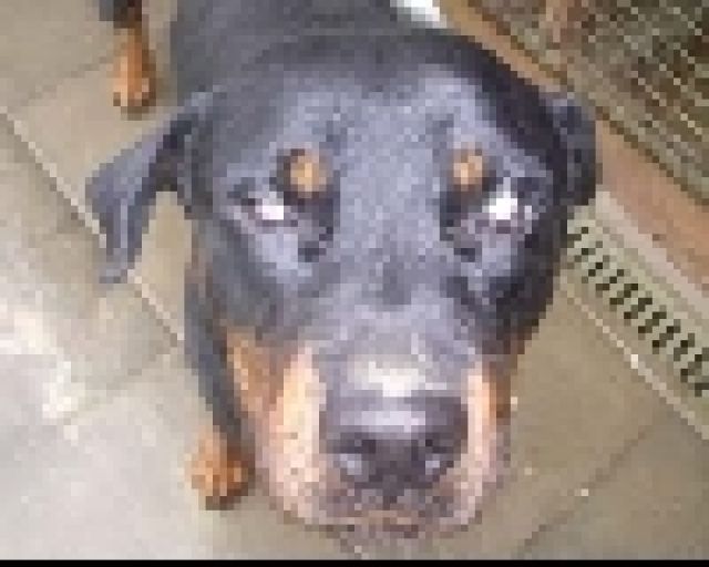 Waler - Hunde - Slowakei