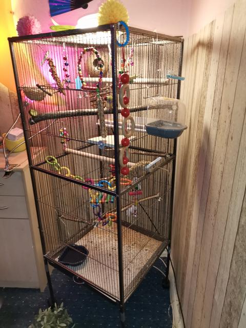 Zwei goldammerdienen mit vogelvoliere - Voegel - Berlin