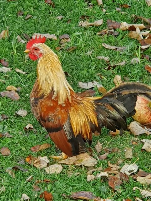  Junghahn Serama mit Henne - Nutztiere - Taufkirchen Vils