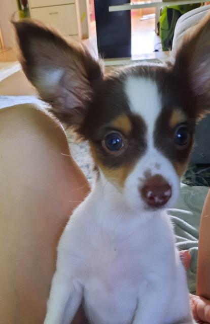 Chihuahua Welpe langhaar sucht ein Zuhause  - Hunde - Regensburg
