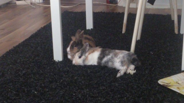 Foxi und rabit suchen ein neues zuhause - Hasen Kaninchen - berlin