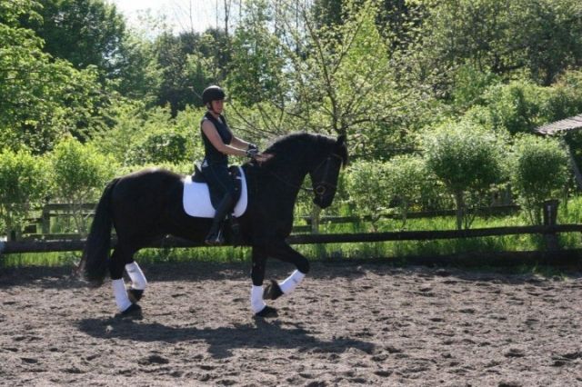 Freisen wallach verkuafen  - Pferde - 63594