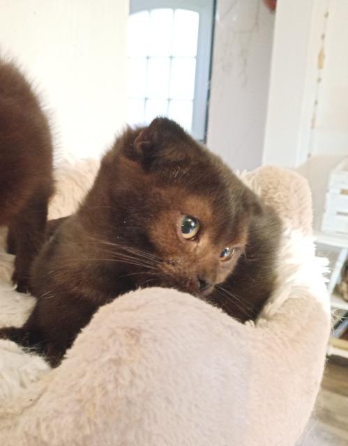 Britisch Kurzhaar Mix  - Katzen - Ibbenbüren 