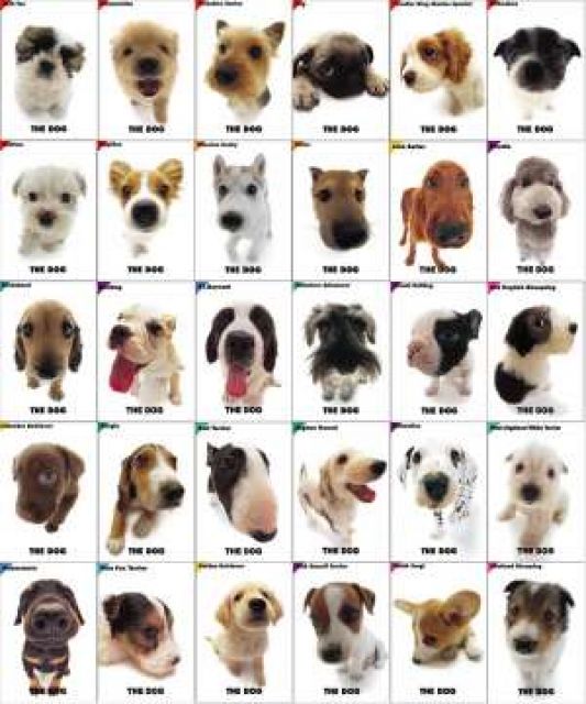 Suchen schon so lange ein kleinbleibenden hund, :-  - Hunde - leipzig