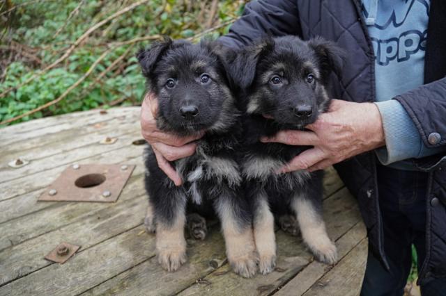 Altdeutsche Schäferhund Welpen - Haustiere - Waldsassen