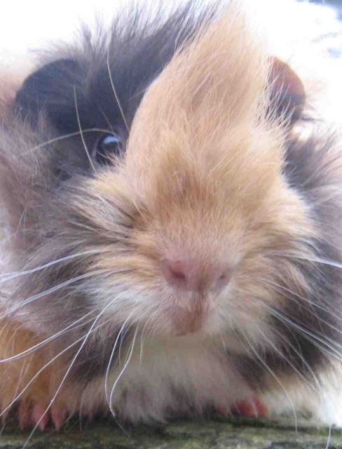 Meerschweinchen Babys aus vet. anerkannten Hobbyzucht - Meerschweinchen - bonn