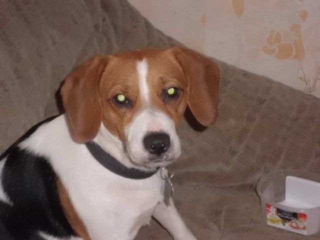 Hund entlaufen - Entlaufen Zugelaufen - Gelmeroda