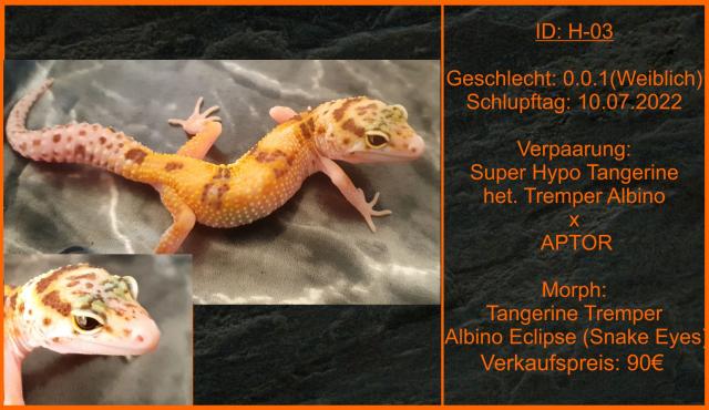 Leopardgeckos aus langjähriger Zucht - Terrarien - Halle