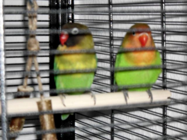 Agapornidenpärchen  - Voegel - Hamburg-Poppenbüttel