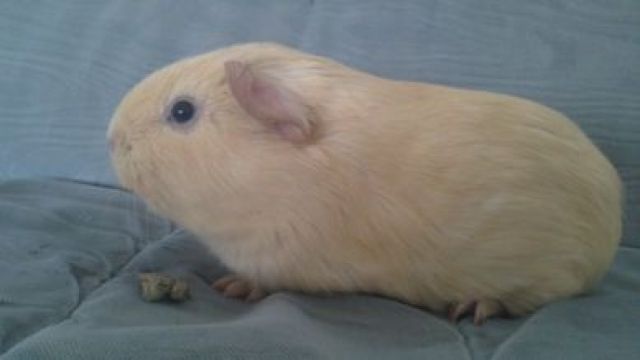 Viele Meeris, groß & klein - Meerschweinchen - Schwazenbek