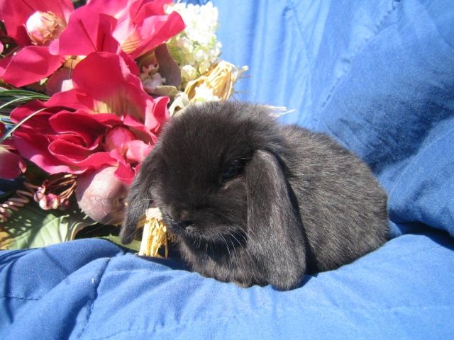 Liebevolle Hobbyzucht hat Jungtiere abzugeben  - Hasen Kaninchen - Hamburg