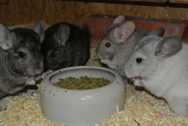 Chinchillakinder aus langjähriger Hobbyzucht suchen neuen lebensplatz - Nagetiere Allgemein - Achern