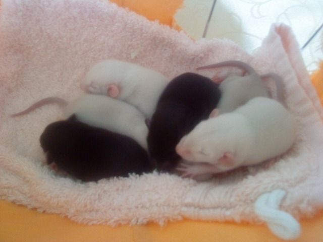 1Siam Rattenbaby und 2 schwarz-weisse - Ratten - Großbottwar
