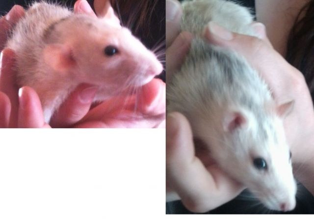 Zwei süße, handzahme Huskyratten zu veschenken  mit Zubehör  - Ratten - Roth