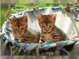 Reinrassige Bengal Kitten - Katzen - stuttgart