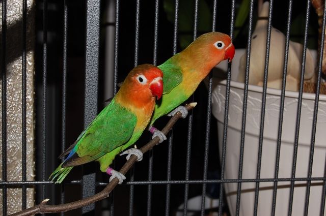 Pfirsichköpfchen  Agaporniden  - Voegel - Baar-Ebenhausen